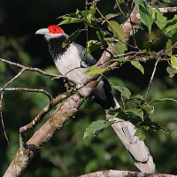 Red-faced Malkoha